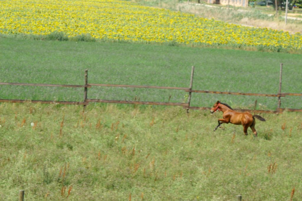 Valle Rillo Agriturismo Vila Comacchio Exterior foto